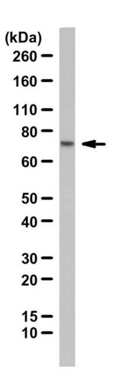 MilliporeSigma CDC45, Rabbit, Unlabeled, Polyclonal, 100&mu;L; Unlabeled:Antibodies,